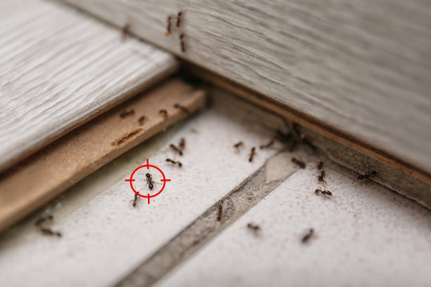 Best Pest Prevention Services  in Indian Lake, TX