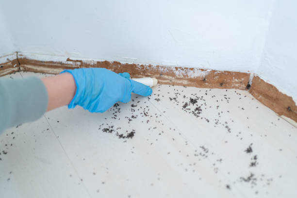 Best Affordable Pest Control Services  in Indian Lake, TX